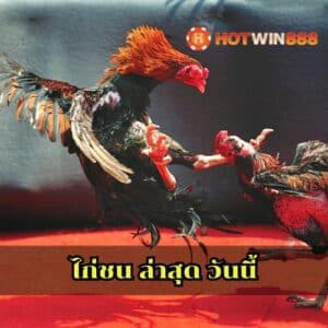 ไก่ชน ล่าสุด วันนี้
